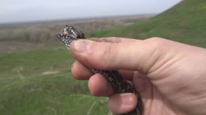 Гадюка степная 4 штуки vipera ursini