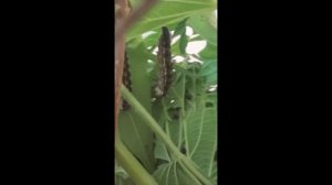 Крапивница: из гусеницы в бабочку! Превращение в куколку!