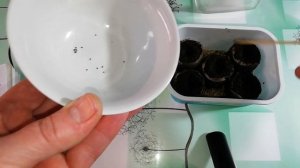 ПЕНСТЕМОН МЕКСИКАЛЬСКИЙ, ЭКЗОТИЧЕСКИЙ КРАСАВЕЦ, РАЗМНОЖАЕМ СЕМЕНАМИ,