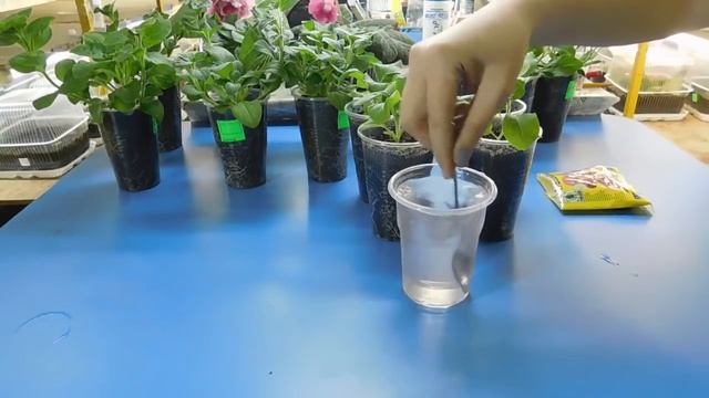 ???УДИВИТЕЛЬНЫЙ РЕЗУЛЬТАТ ! ПОДКОРМКА РАССАДЫ ПЕТУНИИ КОМПЛЕКСНЫМ УДОБРЕНИЕМ ! смотреть онлайн