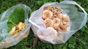 Sağdaki Fındık Mantarı.. Soldaki Tavuk Mantarı