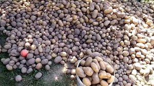 Перебираем картошку