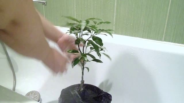 Как правильно помыть растения! Обработка от вредителей хозяйственным мылом