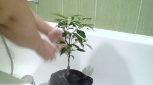 Как правильно помыть растения! Обработка от вредителей хозяйственным мылом