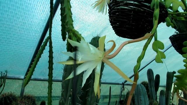Pollinating my Zig Zag Cactus - Epiphyllum anguliger to get Seeds - Experiment смотреть онлайн
