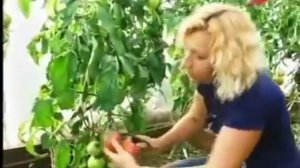 Помидоры.Марина Рыкалина и Виталий Декабрев.