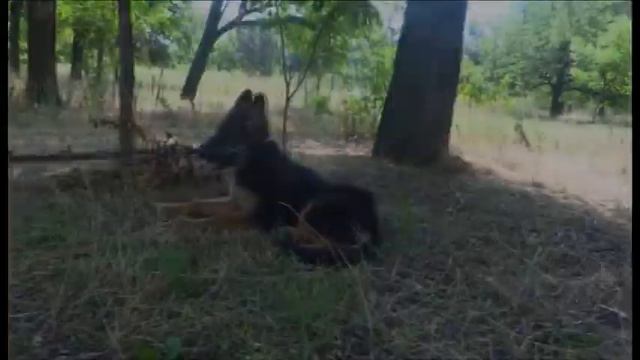 Овчарки помет Zoffo v.d. Barenschlucht & Zarina Besta Ukmar, и др. на выставке в Одессе 20.07.14 смотреть онлайн