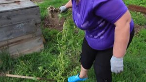 Сколько можно вырастить картофеля на подоконнике, завершение эксперимента.