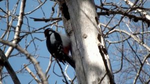 Стук дятла в лесу\The sound of a woodpecker in the forest