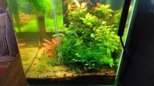 Сифон для нано аквариумов, травников и креветочников.