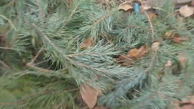 Как я укрываю виноград на зиму смотреть онлайн