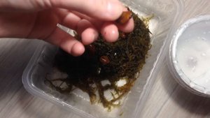 Проращивание Семян Глицинии Во Мхе Сфагнуме | Делаем Теплички | Глициния или Вистерия | Часть 1