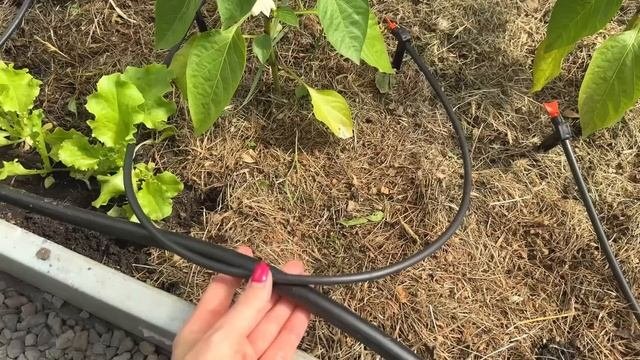 КАПЕЛЬНЫЙ ПОЛИВ от ёмкости. Как всё установлено у нас