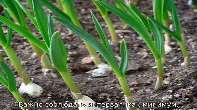 Чем подкормить чеснок весной посаженный под зиму.