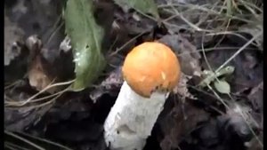 Купринский лес и Подосиновики! Смоленск