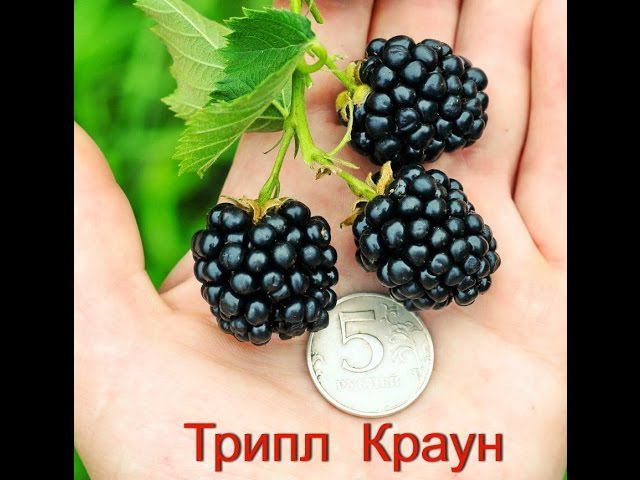Укрытие ежевики на зиму