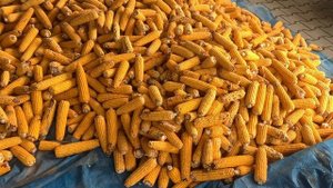 Кукуруза для курей.