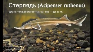 СЕМЕЙСТВО ОСЕТРОВЫЕ