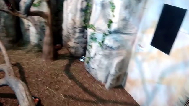 настоящие пираньи в океанариуме смотреть онлайн