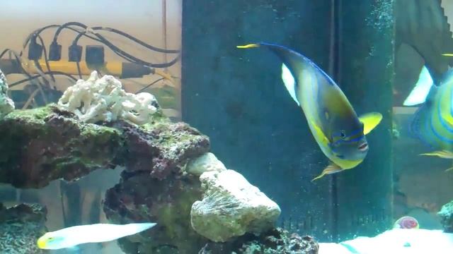 Annularis Angel смотреть онлайн