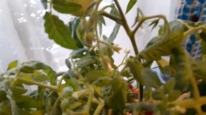 Мини-томат "Флорида-петит" , семена "Русский огород" в конце ноября 2021 года  в домашних условиях