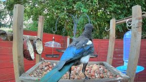 Magpie steals an almond then a big walnut.