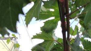 СУПЕР НОВИНКА!!! АВТОГРАФ КАЛУГИНА! 🍇🍇🍇.mp4 WhatsApp и Viber +79528500417, ТЕЛ. +79054033245.