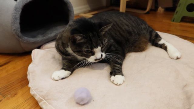 【Funny and Cute Cat Luna】Look at her chubby body. She needs to exercise!! Cat toys review смотреть онлайн