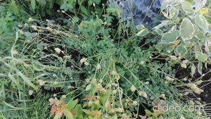 Кровохлебка. Как разрастается в первый сезон, растению 1 год.