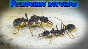 Родился ПЕРВЫЙ рабочий, счастья полные штаны ● Myrmecia pyriformis