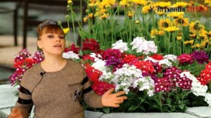 Какие цветы сеять в феврале. Как вырастить рассаду однолетних цветов. Что посеять в феврале.