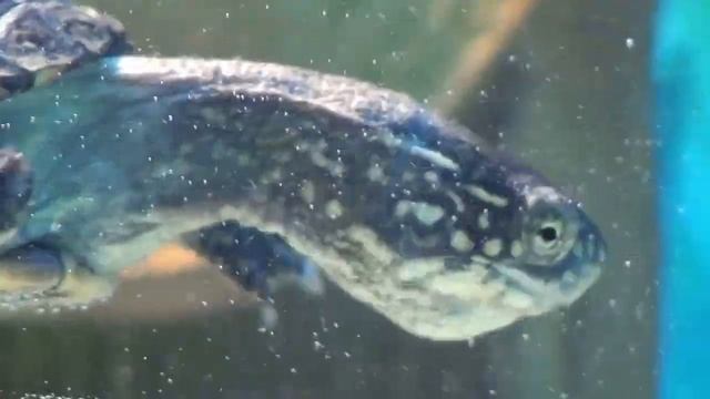 Европейская болотная черепаха обедает смотреть онлайн