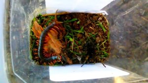 Скалапендра против тарантула