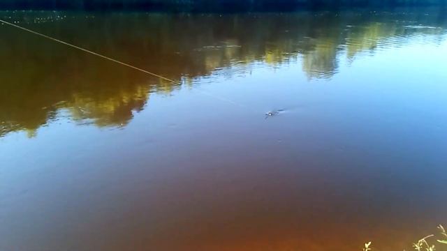 рыбалка на фидер на десне смотреть онлайн