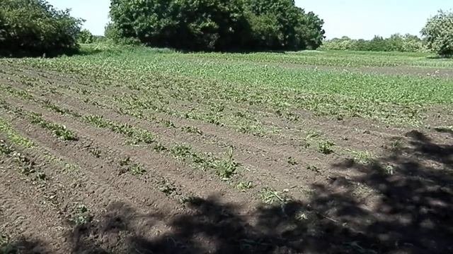 прополка картофеля ежами