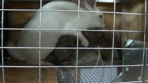 Спаривание кроликов серый и белый или как размножаются кролики (покрытие самки)