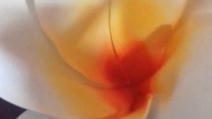 Цветы из изолона