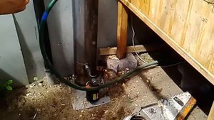 холодное копчение щупалец кальмара (ошибки) и мойвы