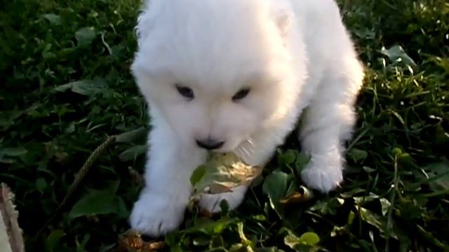 SAM 2810 смотреть онлайн