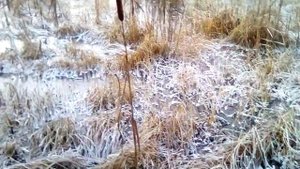 Лежневское замерзшее болото.