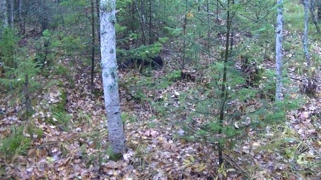 Охота. Заметки охотника #7. За рябчиком с манком. 1-я серия. Плащ Nova Tour. Hunting in russia