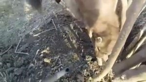 Попалась куница в петлю