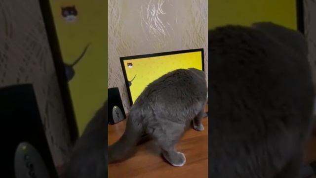 Современные кошки- мышки. Игры для кошек. # кот #котики #прикол