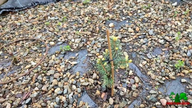 Молодые приросты и красивые шишки у редких хвойных на 22.04.23 г смотреть онлайн