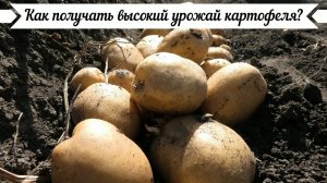 Картофель. Как начать получать хороший урожай?