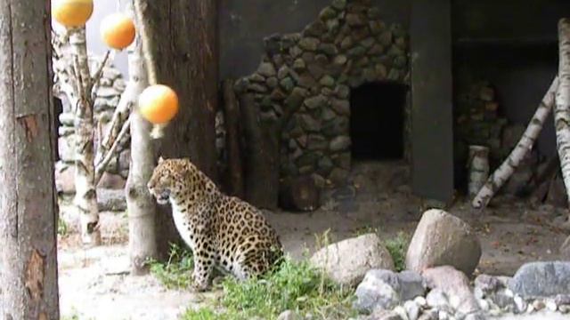 Калининградский зоопарк. Леопарда и шар. смотреть онлайн