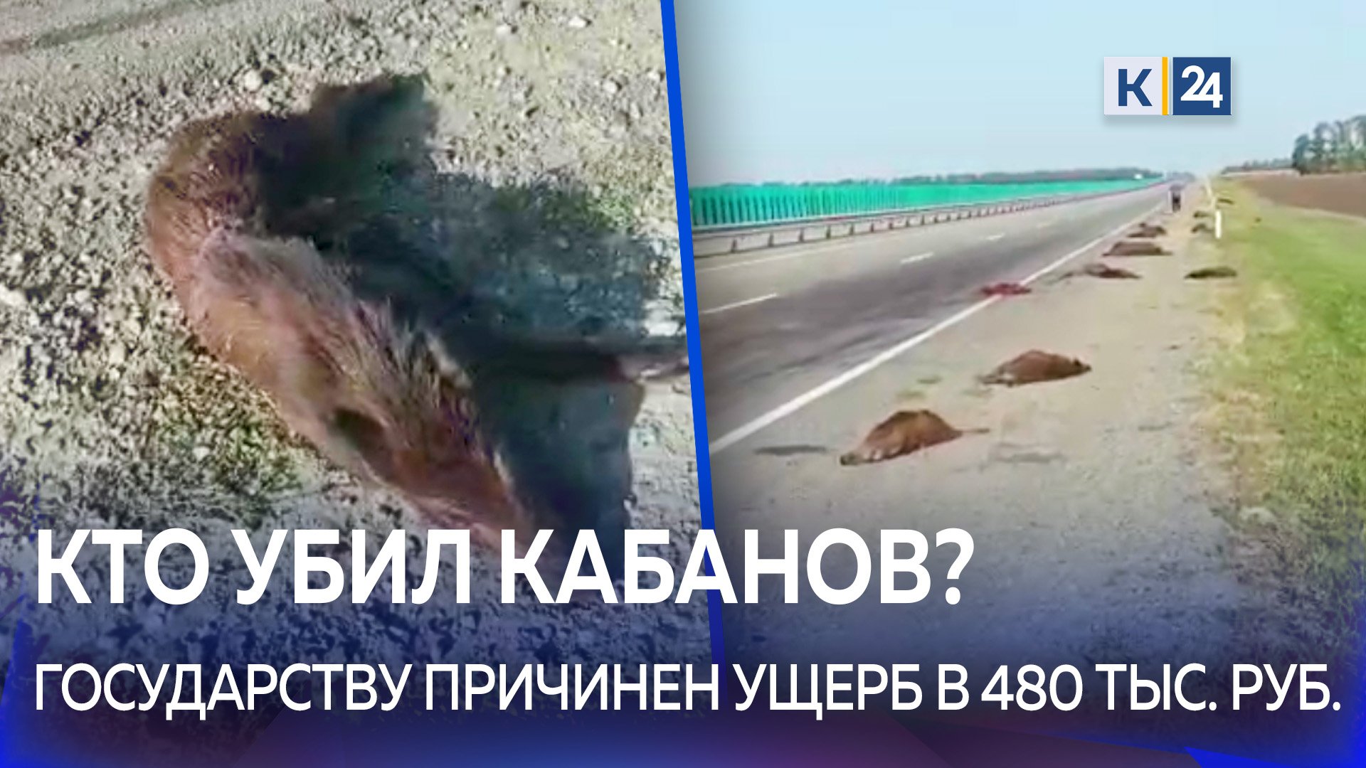 На Кубани водитель сбил 16 диких кабанов, а затем скрылся