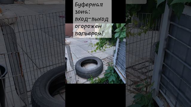 Безопасное содержание собак в частном доме