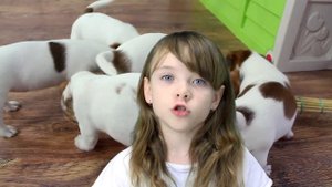 Видео про щенят  ОПАСНО это или НЕТ Собака Джек Рассел