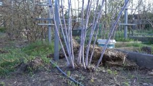 Черная малина Кумберленд - хит сезона